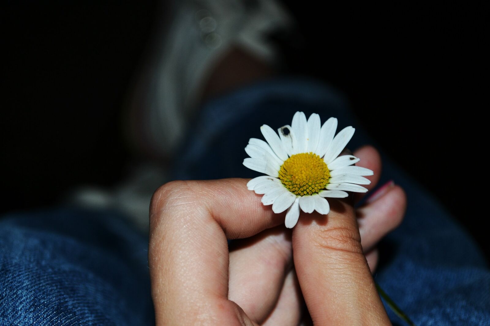 Nikon D3100 sample photo. Flower, daisy, dark photography