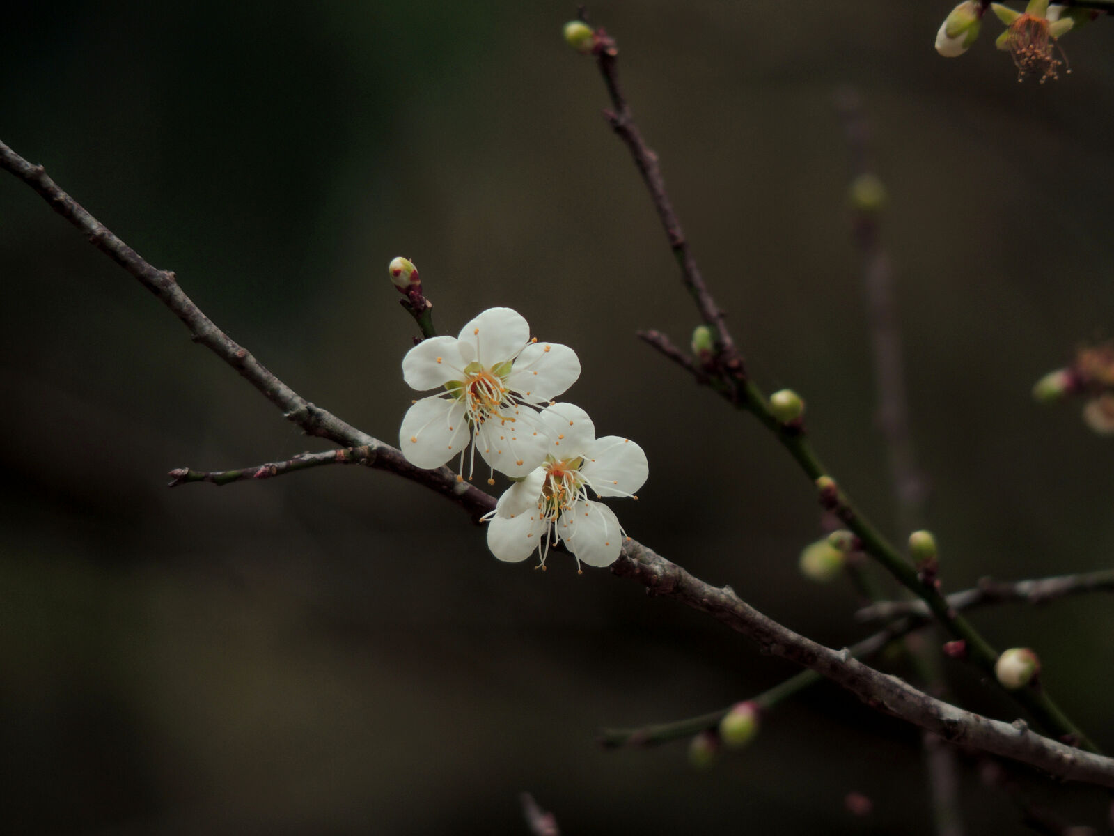 Nikon Coolpix P510 sample photo