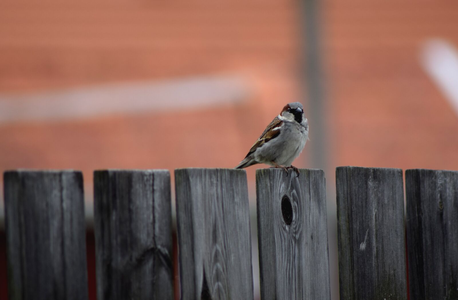 Nikon D5300 sample photo. Bird, fence, sparrow photography