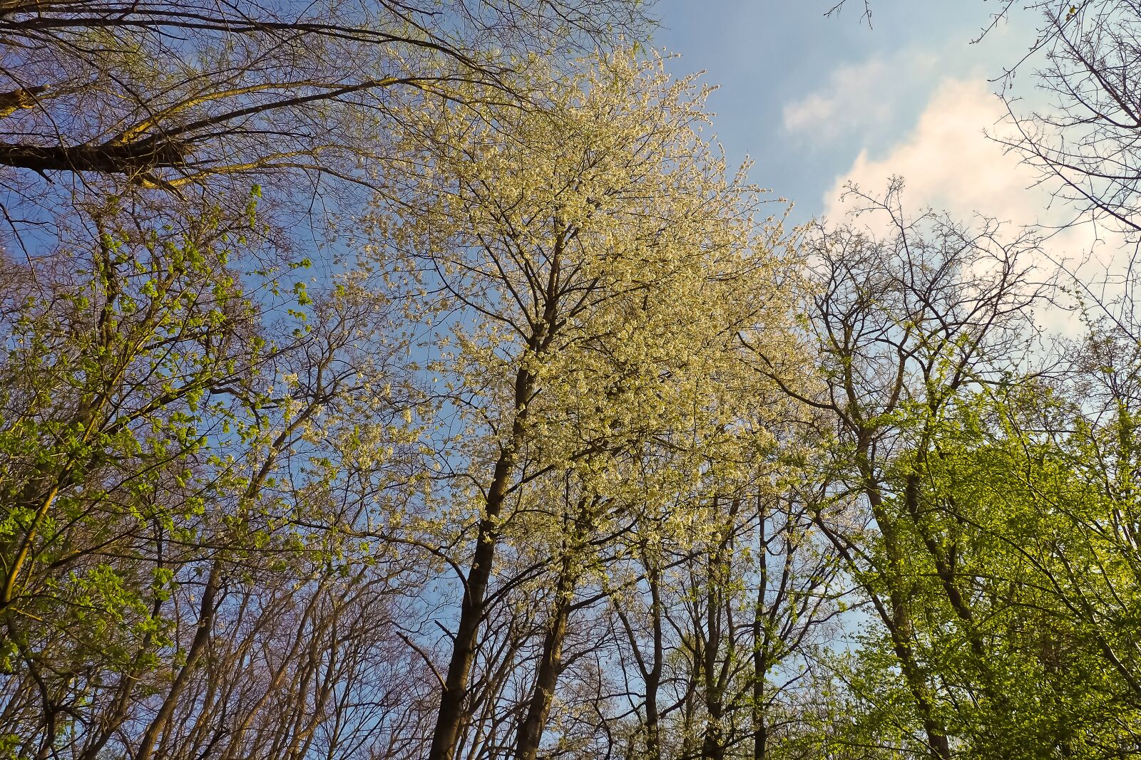 Olympus OM-D E-M10 sample photo. Trees, forest, nature photography