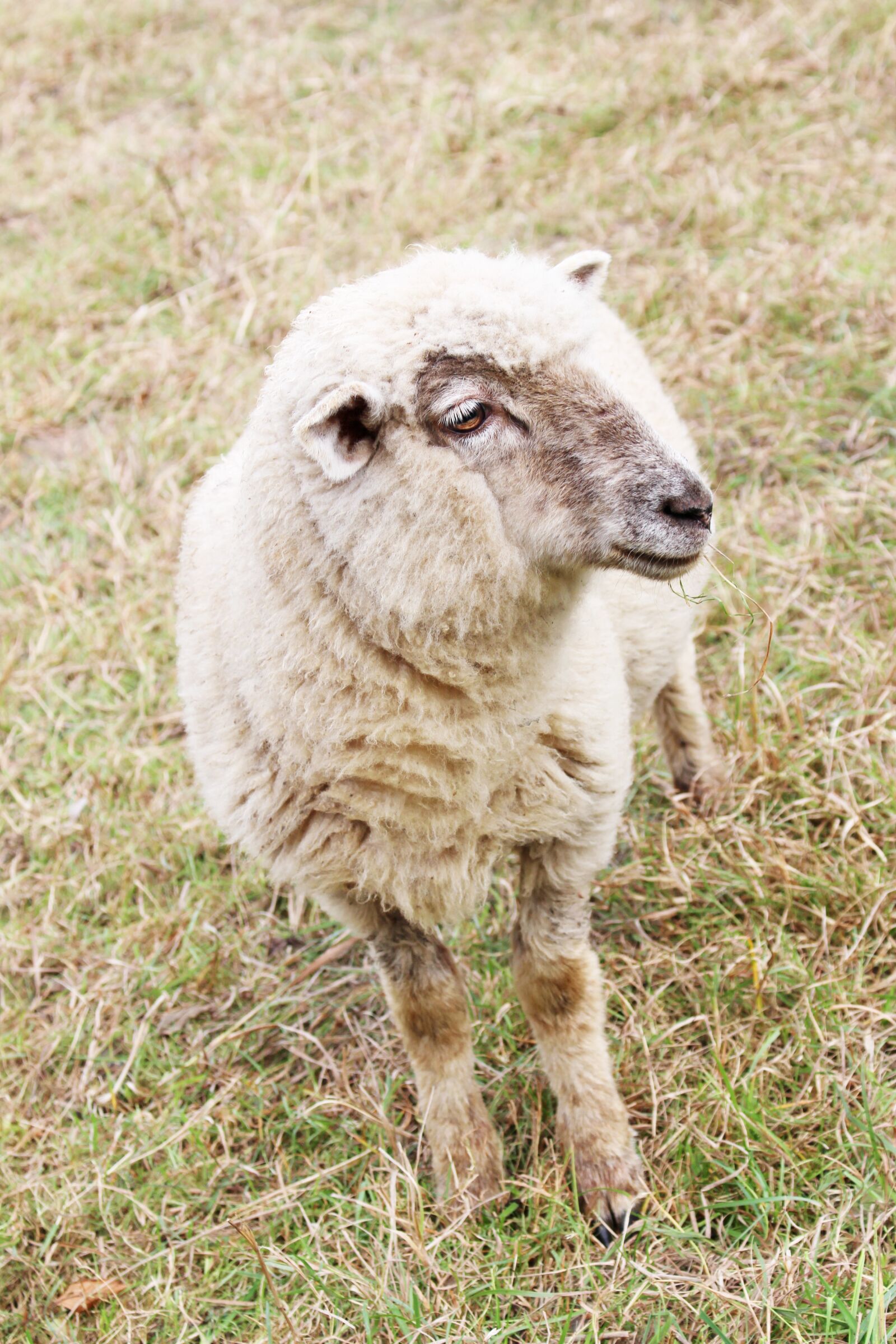 Canon EOS 700D (EOS Rebel T5i / EOS Kiss X7i) sample photo. Sheep, domestic, animal photography