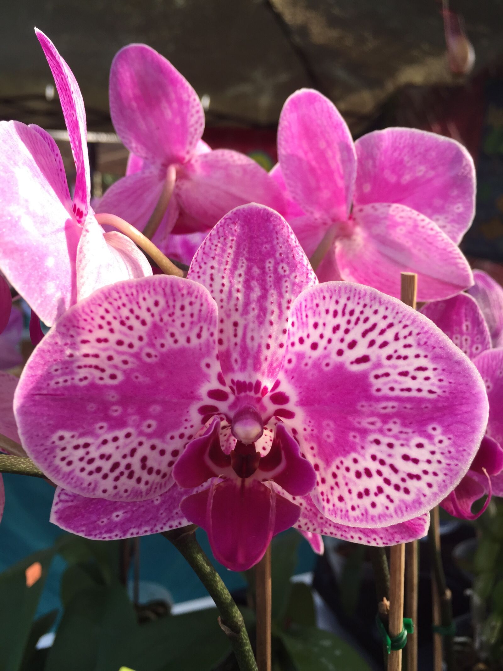 iPhone 6 back camera 4.15mm f/2.2 sample photo. Orchid, flower, exotic photography