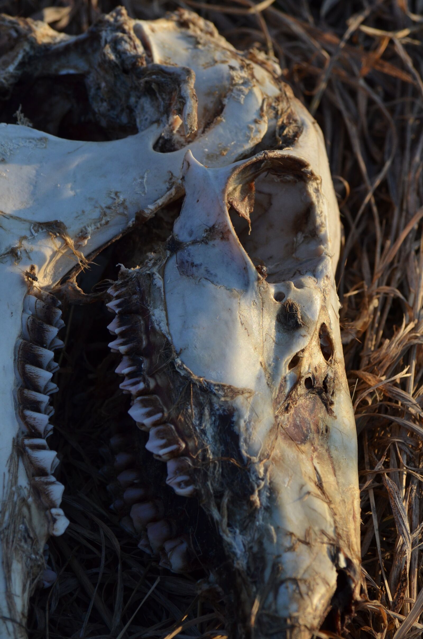 Nikon D7000 sample photo. Skull, skeleton, bone photography