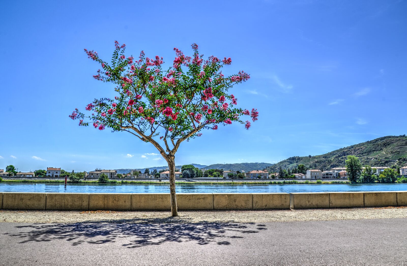 Nikon D610 sample photo. Tree, boulevard, road photography