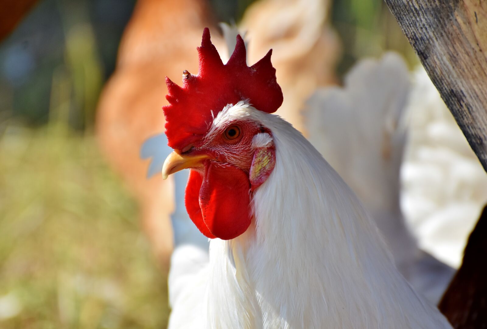 Nikon D7200 sample photo. Hahn, crow, poultry photography