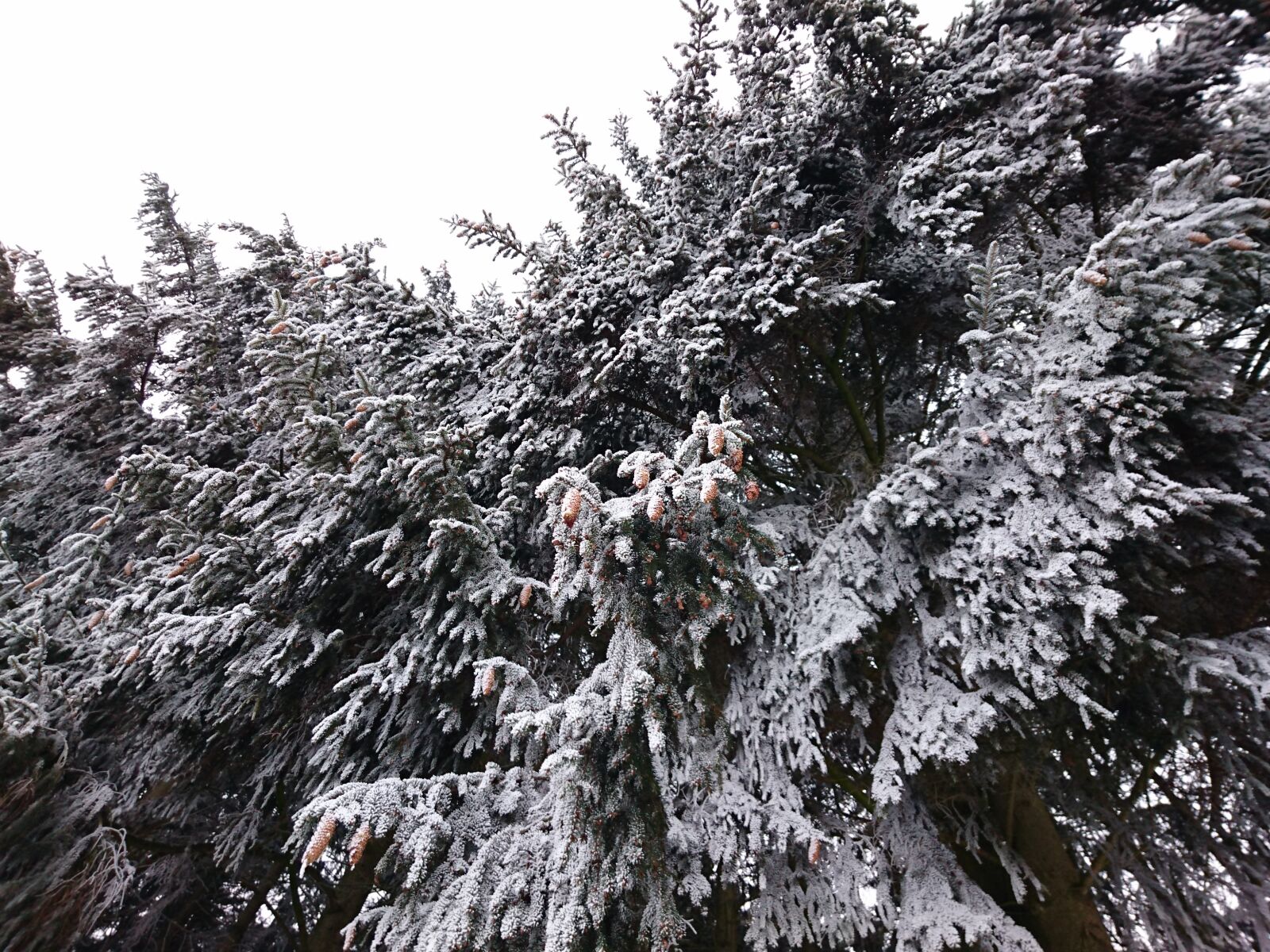 Sony Xperia Z3+ sample photo. Winter, cold, snow photography