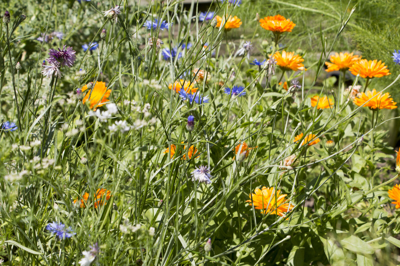 Canon EOS 70D sample photo. Flowers, summer photography