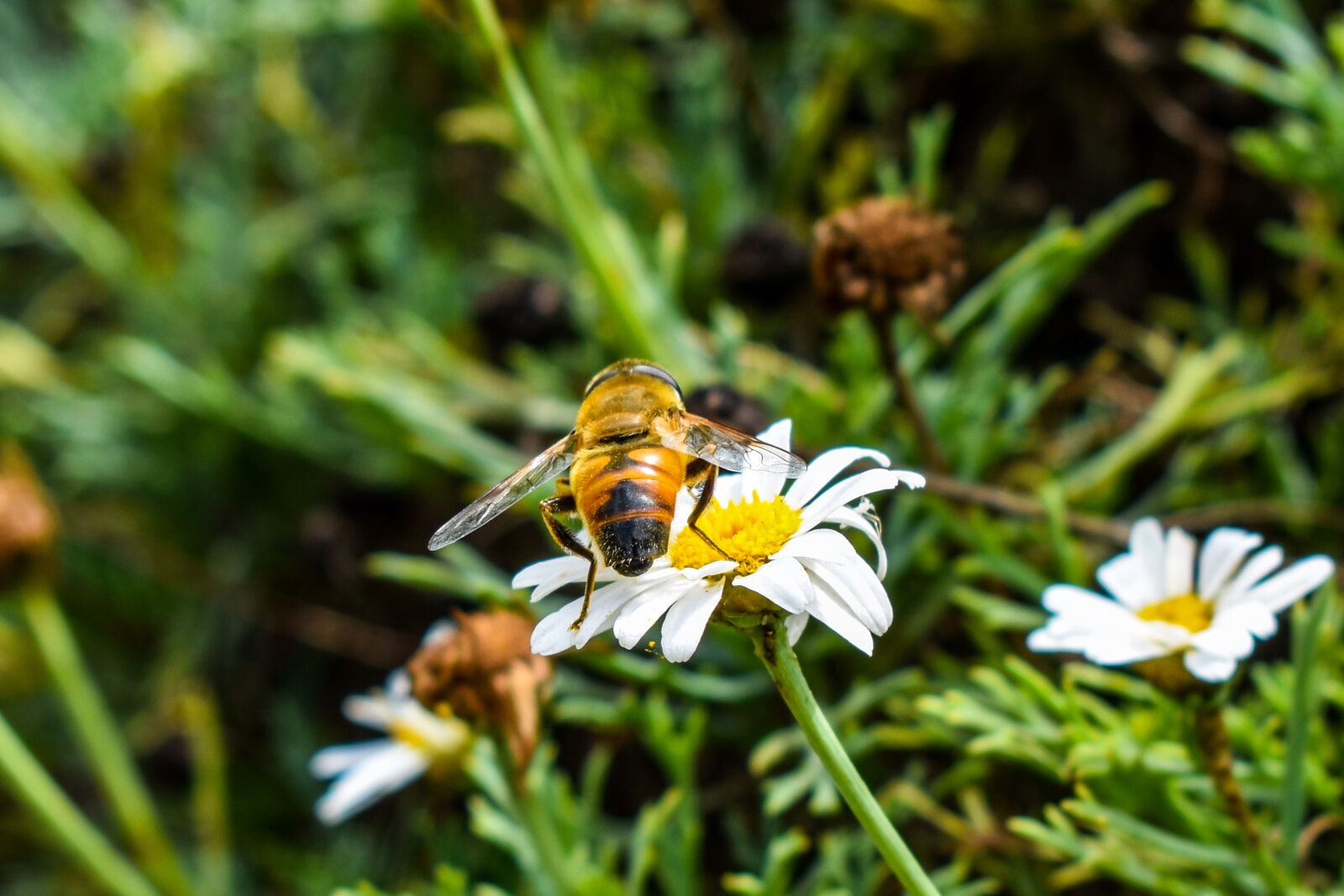 Nikon D3400 sample photo. Bee, nature, insect photography