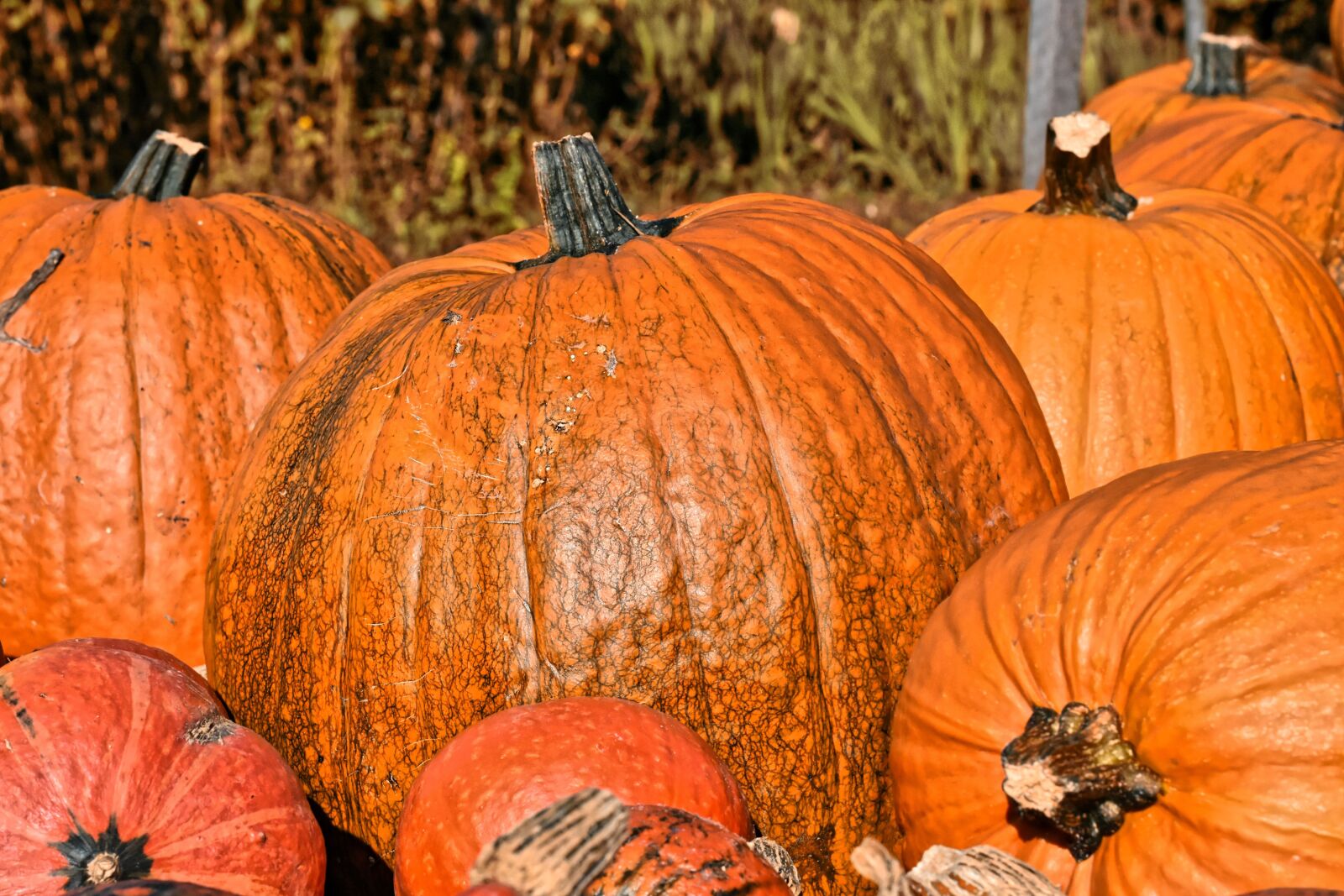 Nikon D7200 sample photo. Pumpkin, fruit, autumn photography