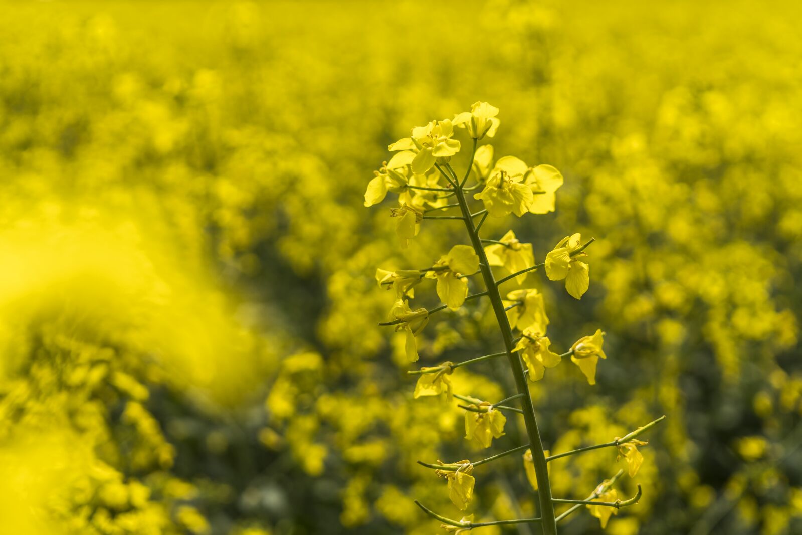 Sony a6300 + Sigma 30mm F2.8 EX DN sample photo. Oilseed rape, yellow, nature photography