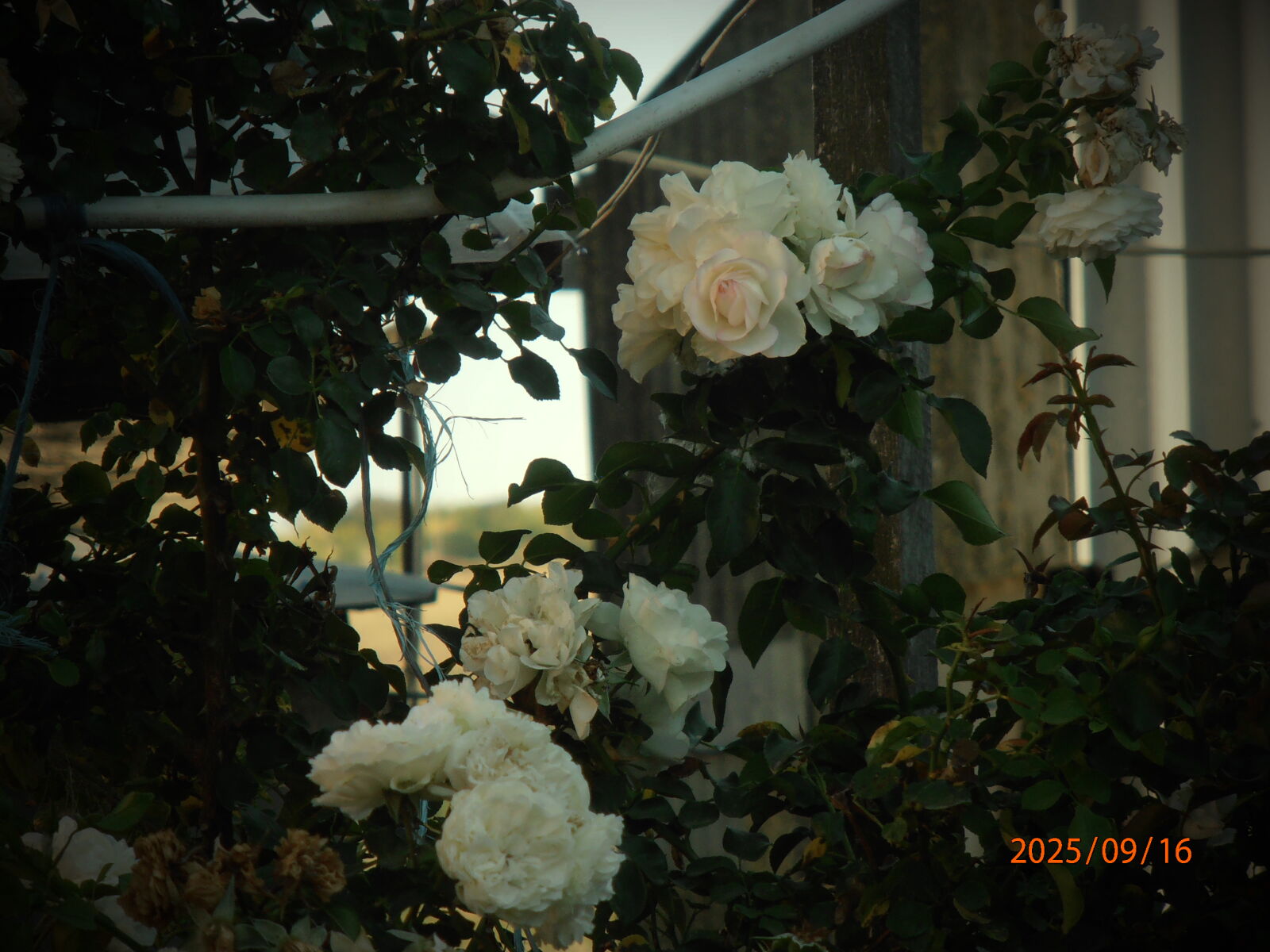 Olympus VR320,D725 sample photo