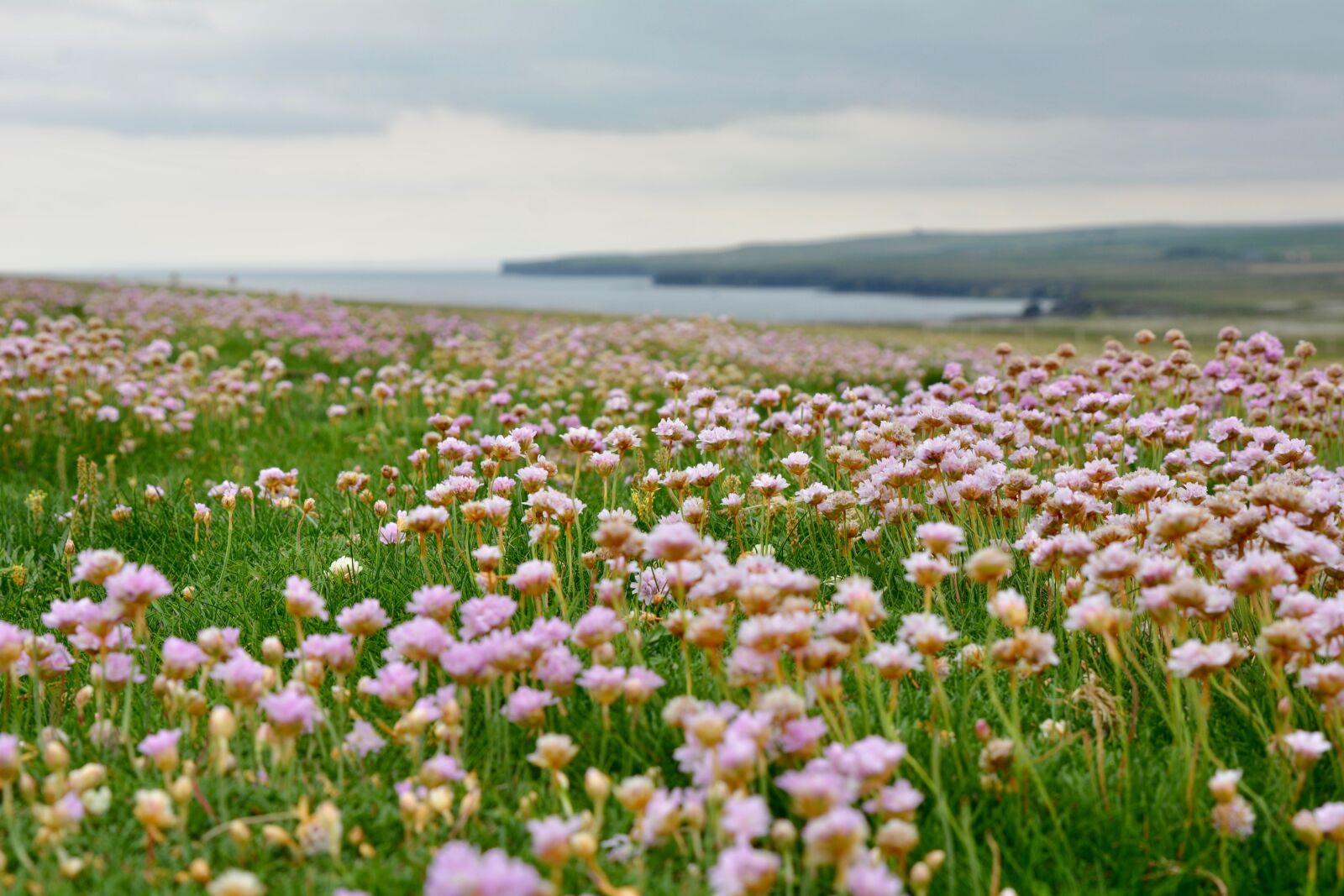 Nikon D7100 sample photo. Armeria maritima, landscape, pink photography