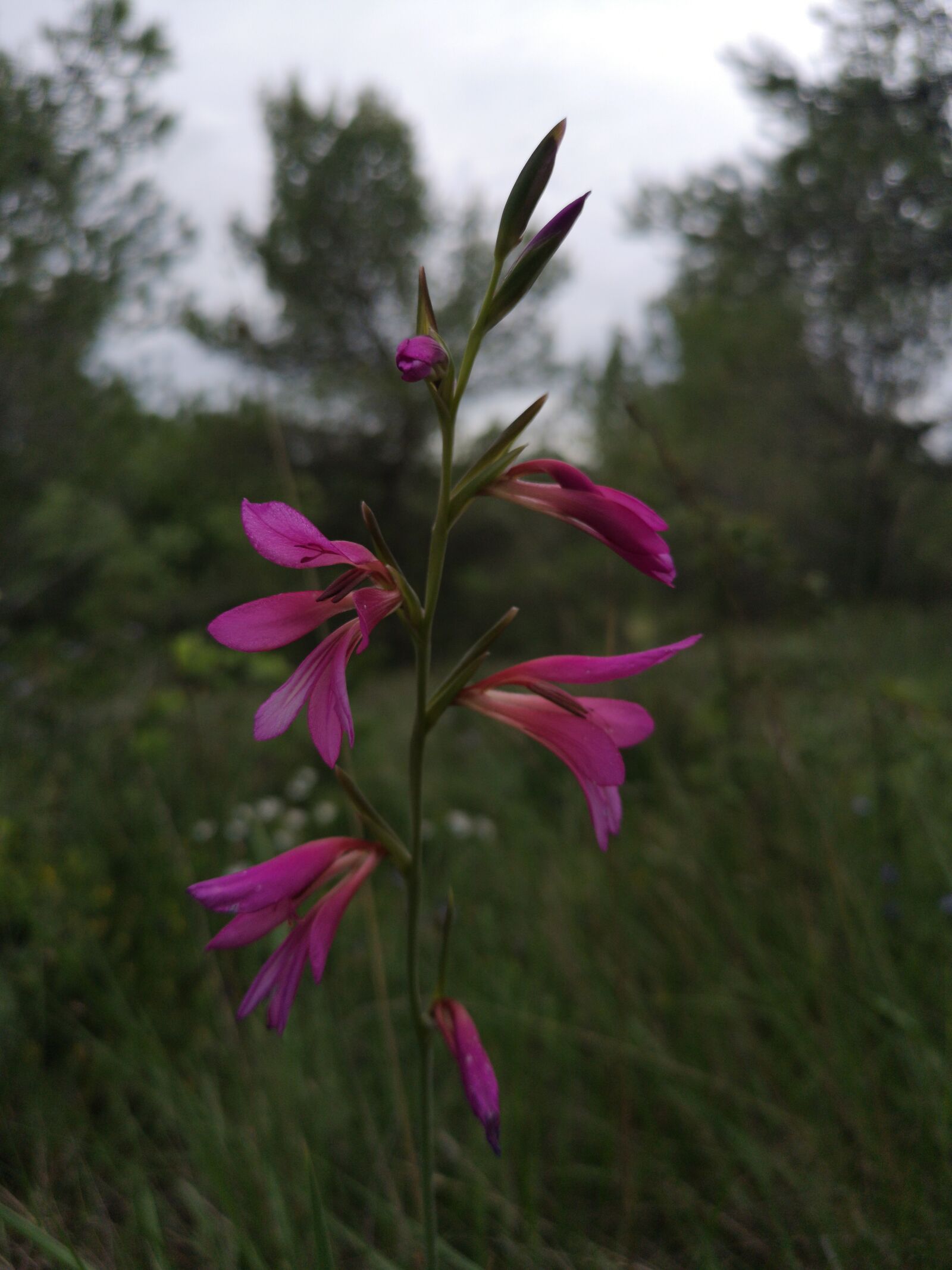 HUAWEI CLT-L29 sample photo. Flower, pink, spring photography