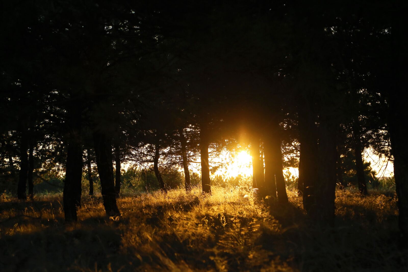 Canon EOS 6D + Canon EF 24-105mm F4L IS USM sample photo. Sunset, in the evening photography