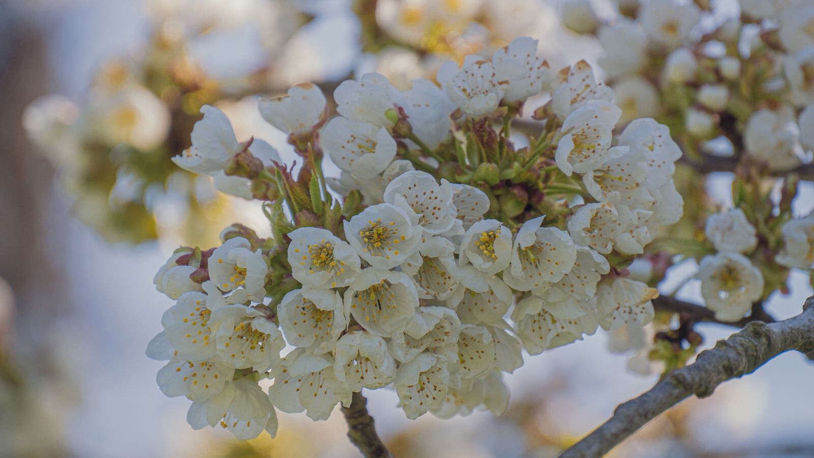 Panasonic Lumix G Vario 14-140mm F3.5-5.6 ASPH Power O.I.S sample photo. Flowers, tree blossoms, bloom photography