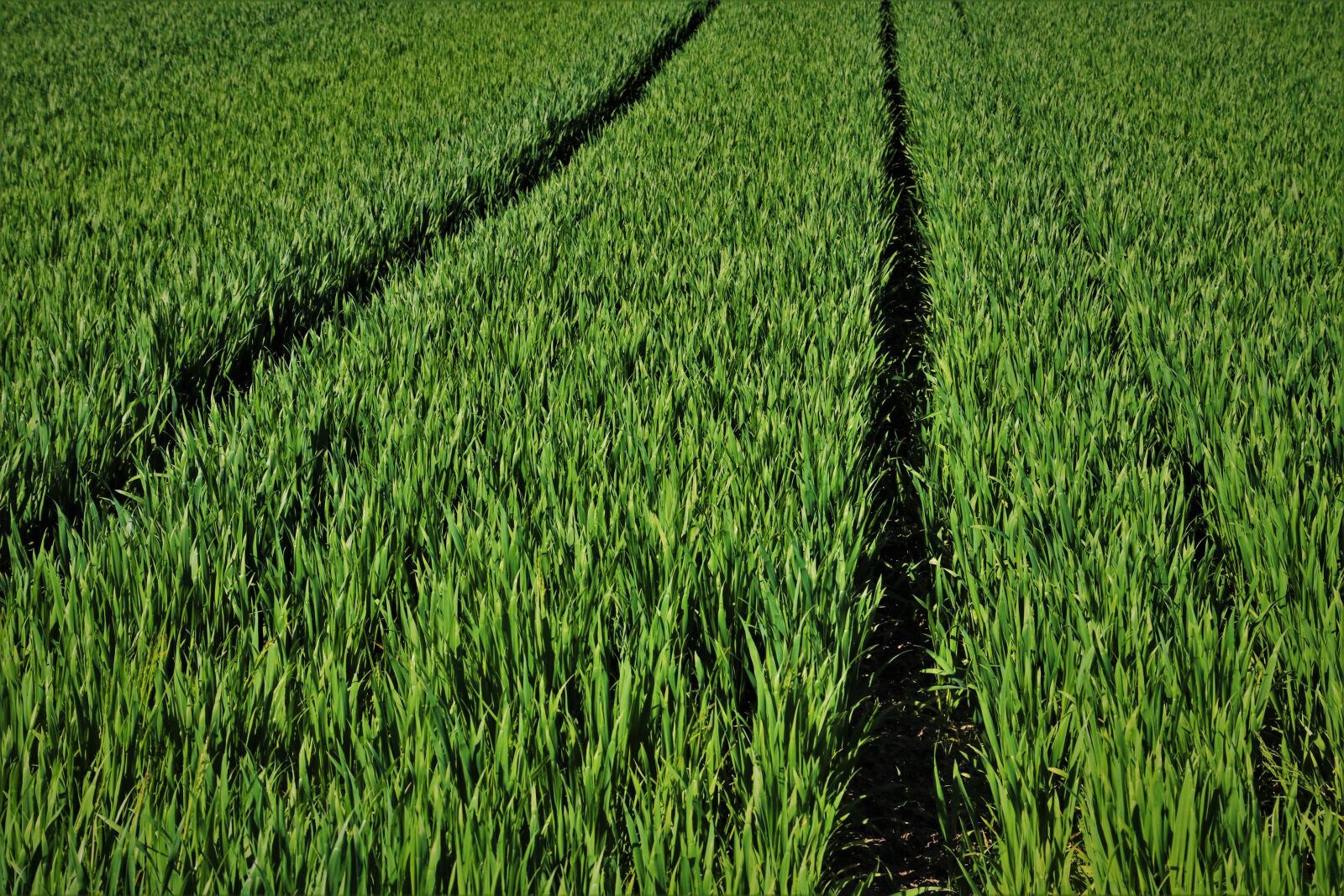 Canon EOS 80D sample photo. Green, field, the background photography