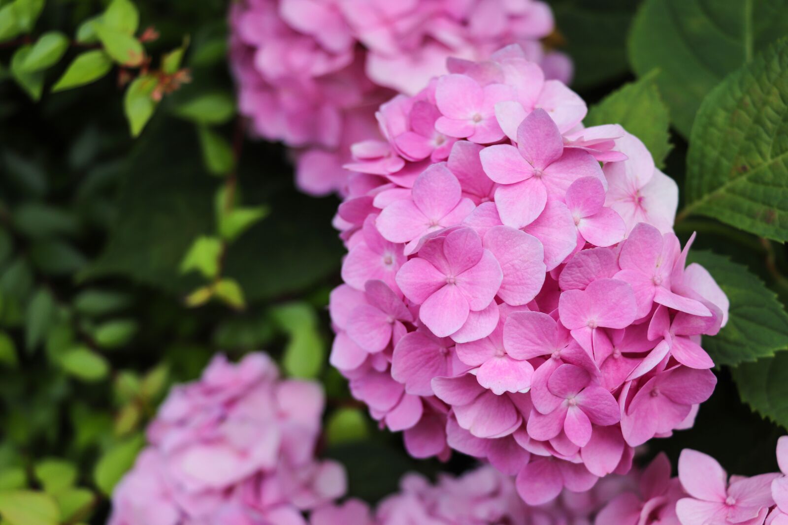 Canon EF-S 18-135mm F3.5-5.6 IS USM sample photo. Flower, garden, natural photography