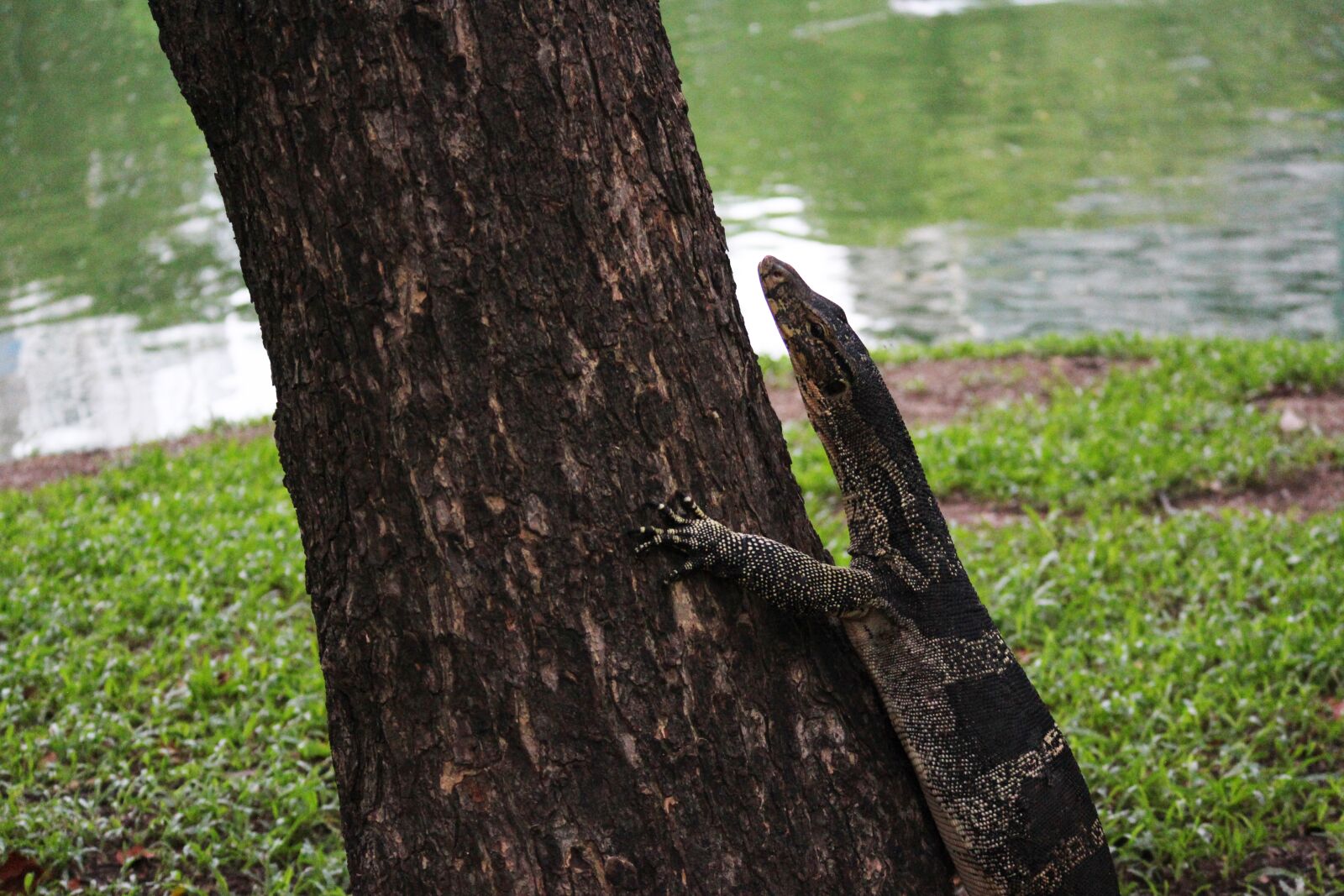 Canon EOS M + Canon EF-M 55-200mm F4.5-6.3 IS STM sample photo. Monitor lizard, asian water photography