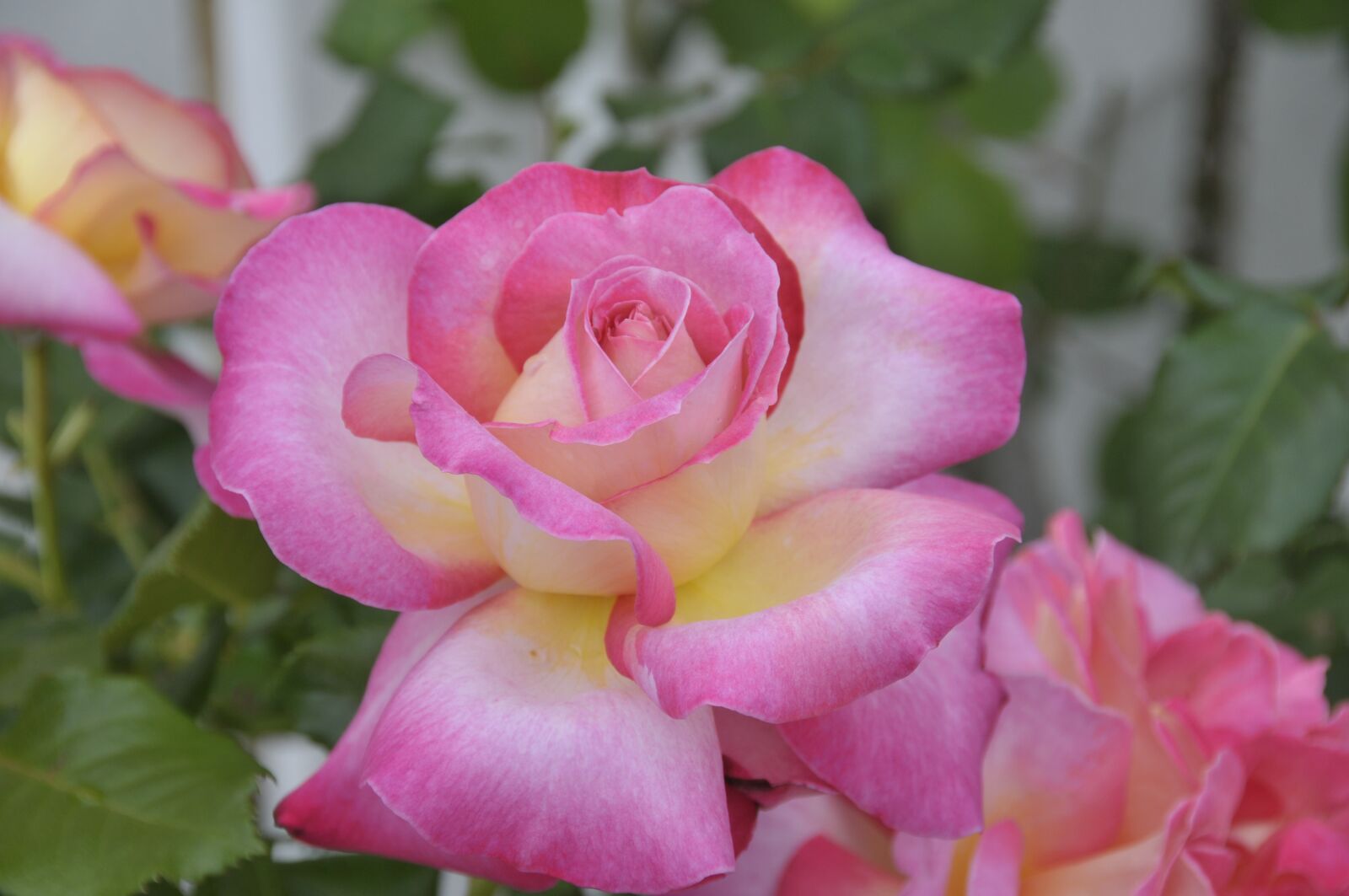 Nikon D300S sample photo. Rose, flower, love bloom photography