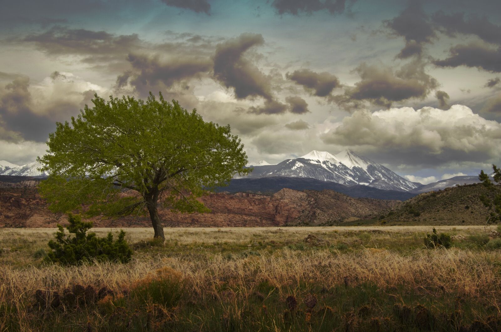 Nikon D7000 sample photo. Landscape, nature, tree photography