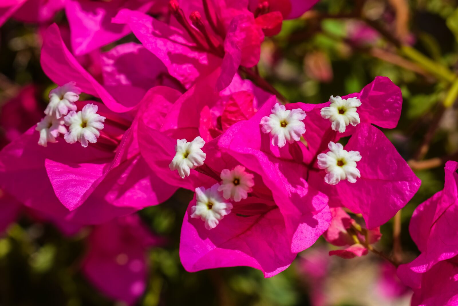 Nikon D3300 sample photo. Flower, pink, nature photography