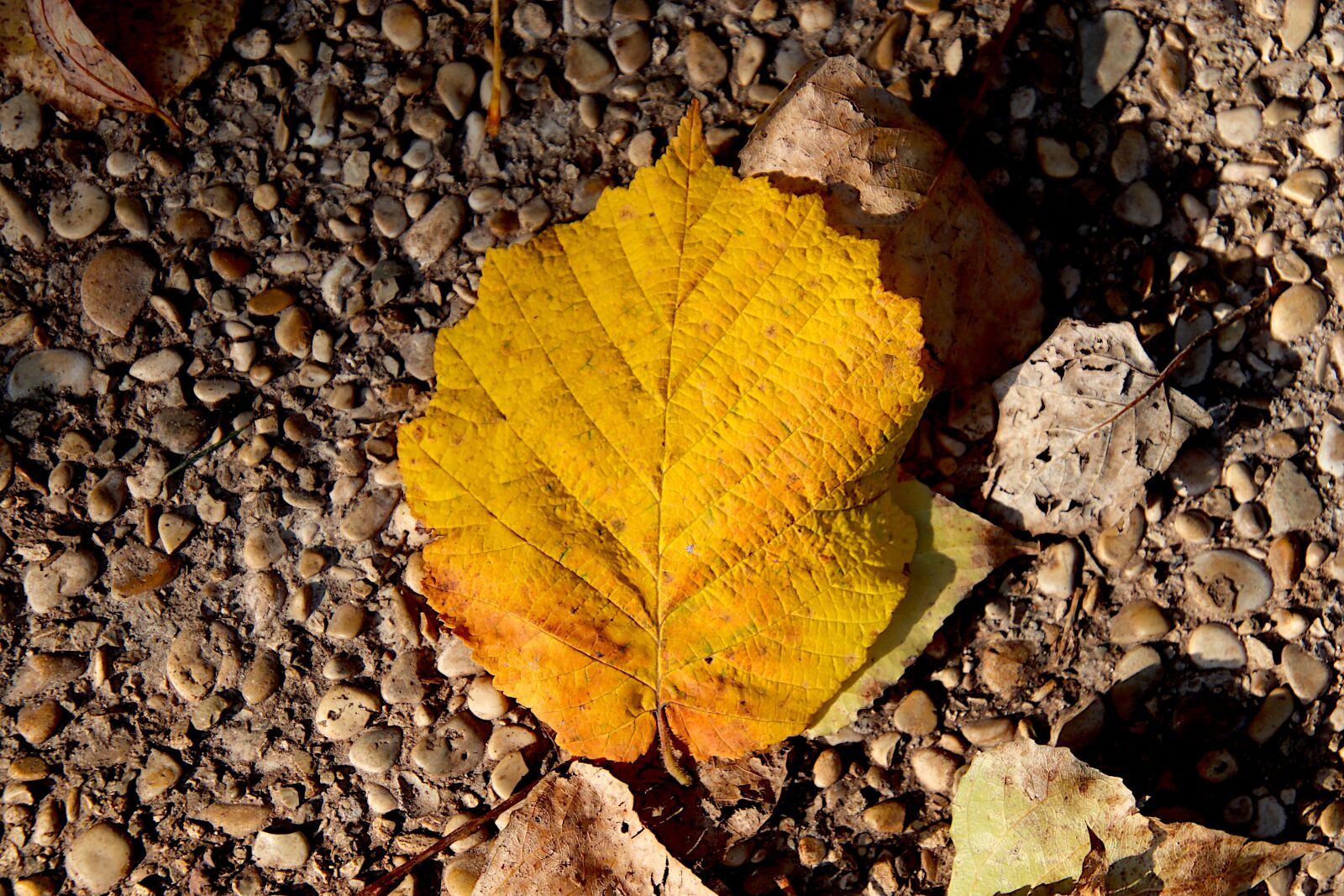 Canon EOS 800D (EOS Rebel T7i / EOS Kiss X9i) sample photo. Autumn leaves, fall colors photography