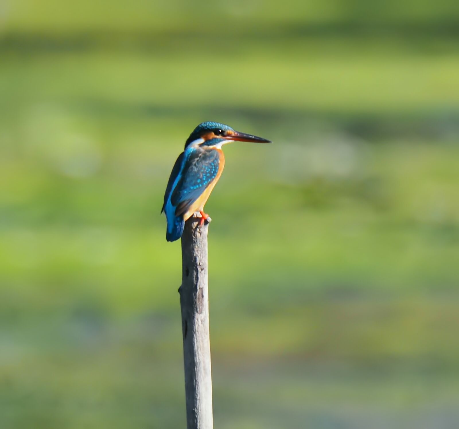 Olympus OM-D E-M1 sample photo. Bird, wildlife, wild photography