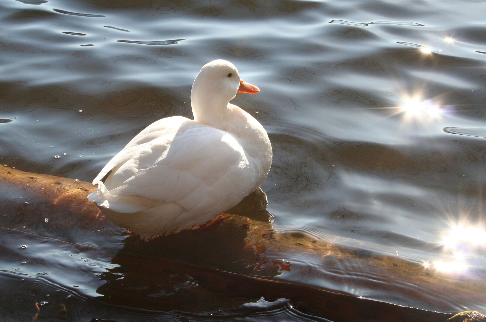 Canon EOS 350D (EOS Digital Rebel XT / EOS Kiss Digital N) sample photo. Duck, white, water bird photography