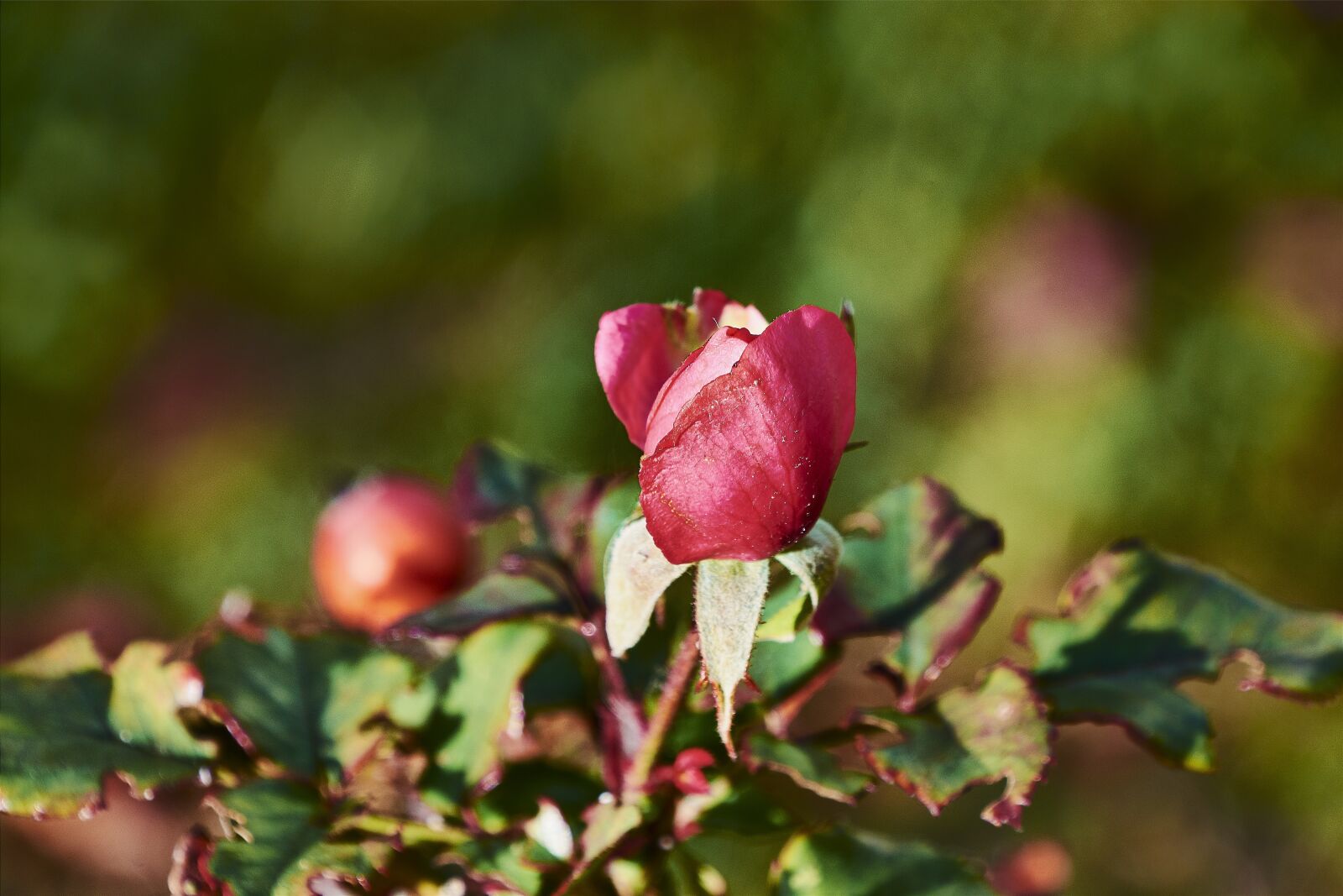 Nikon D7200 sample photo. Rosa, garden, flower photography