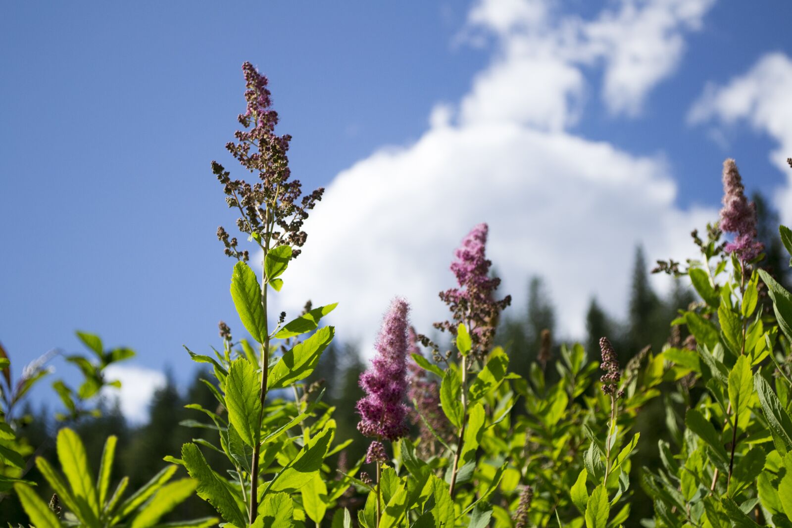 Nikon D3100 sample photo. Landscape, pond, marsh photography