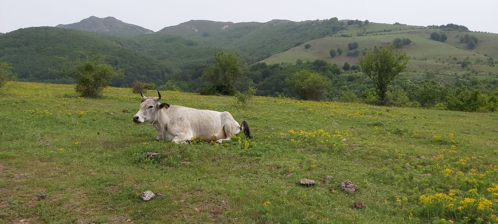 Samsung Galaxy A70 sample photo. Nature, mountain, cow photography