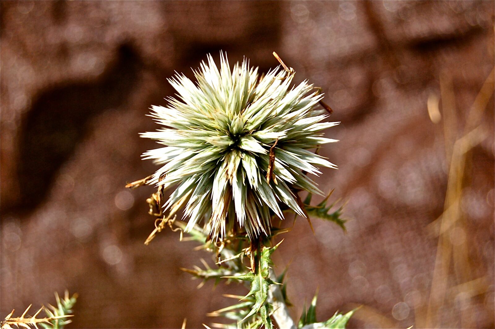 Nikon D50 sample photo. Flower, cactus, cardillo photography