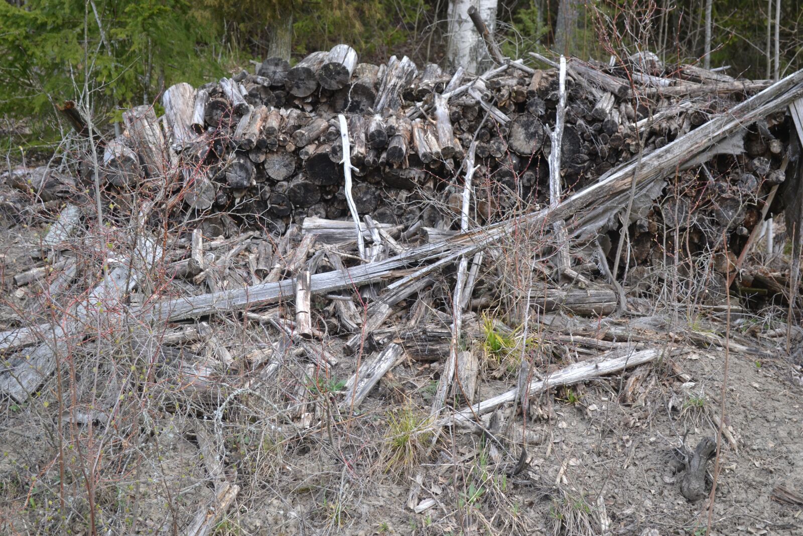 Nikon D3100 sample photo. Wood, rotted, dissonance photography