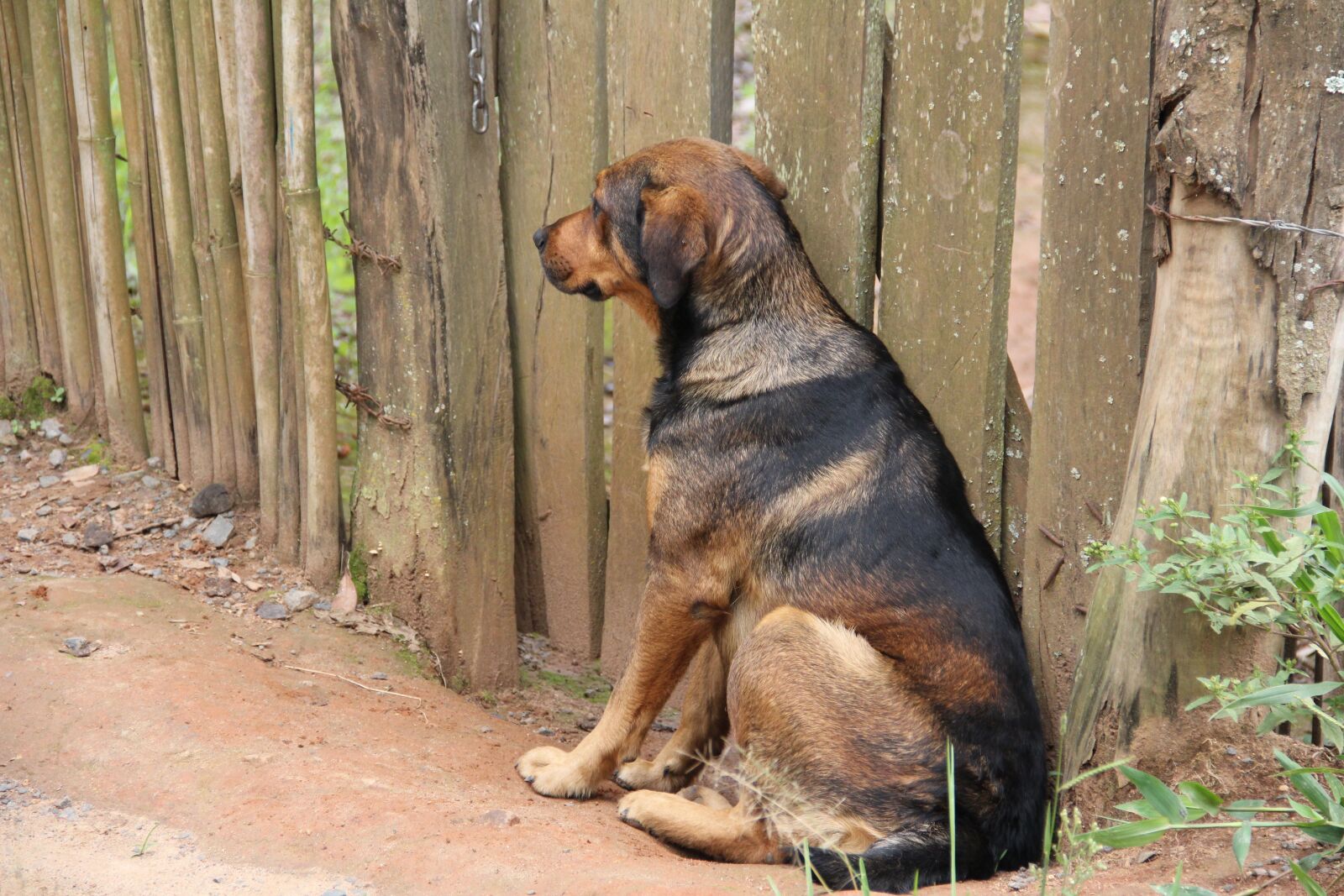 Canon EF-S 18-135mm F3.5-5.6 IS sample photo. Dog, animal, pet photography