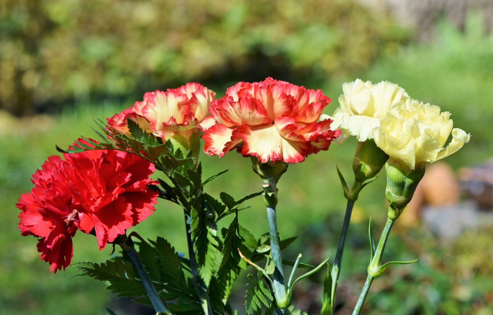 Nikon D7200 sample photo. Cloves, carnation bouquet, schnittblume photography