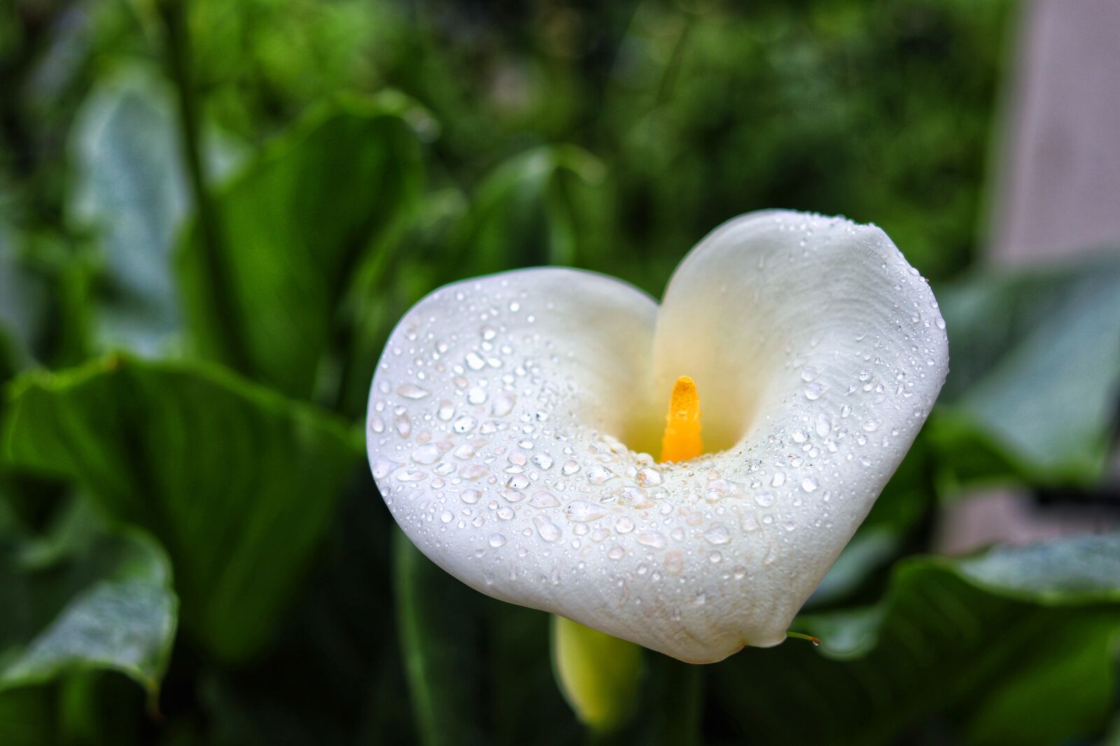 Canon EOS 200D (EOS Rebel SL2 / EOS Kiss X9) + Canon EF 50mm F1.8 STM sample photo. Arum, flower, beauty flower photography