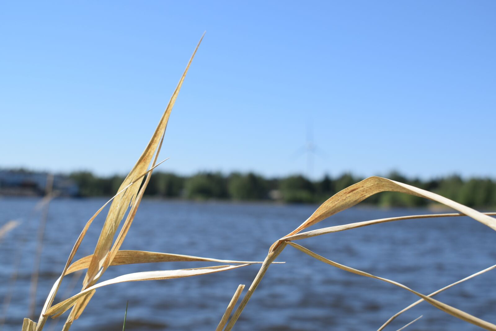Nikon D3300 sample photo. Hay, water, sky photography