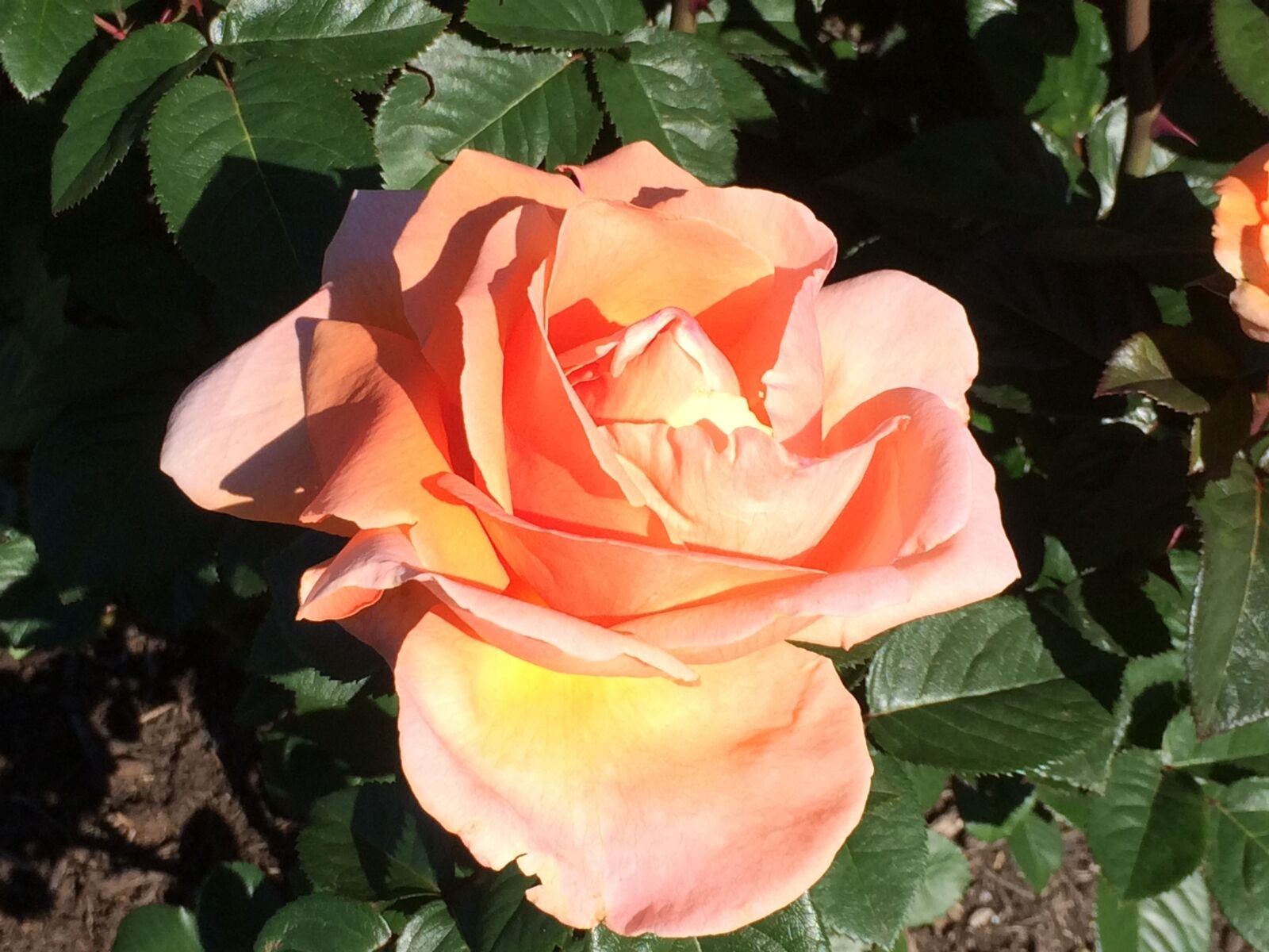 iPhone 5s back camera 4.15mm f/2.2 sample photo. Rose, flower, bloom photography