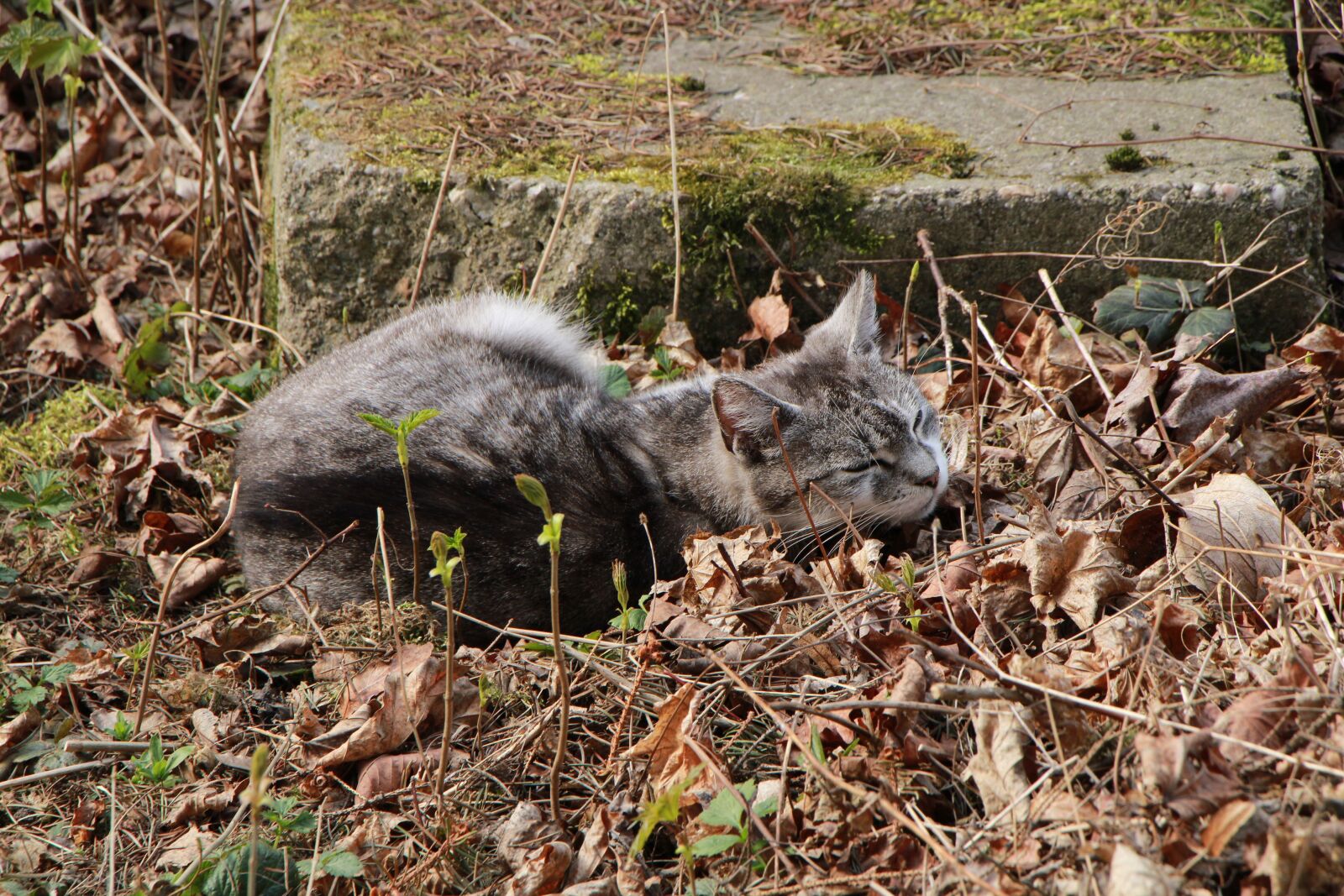 Canon EOS 2000D (EOS Rebel T7 / EOS Kiss X90 / EOS 1500D) sample photo. Cat, yard, nature photography