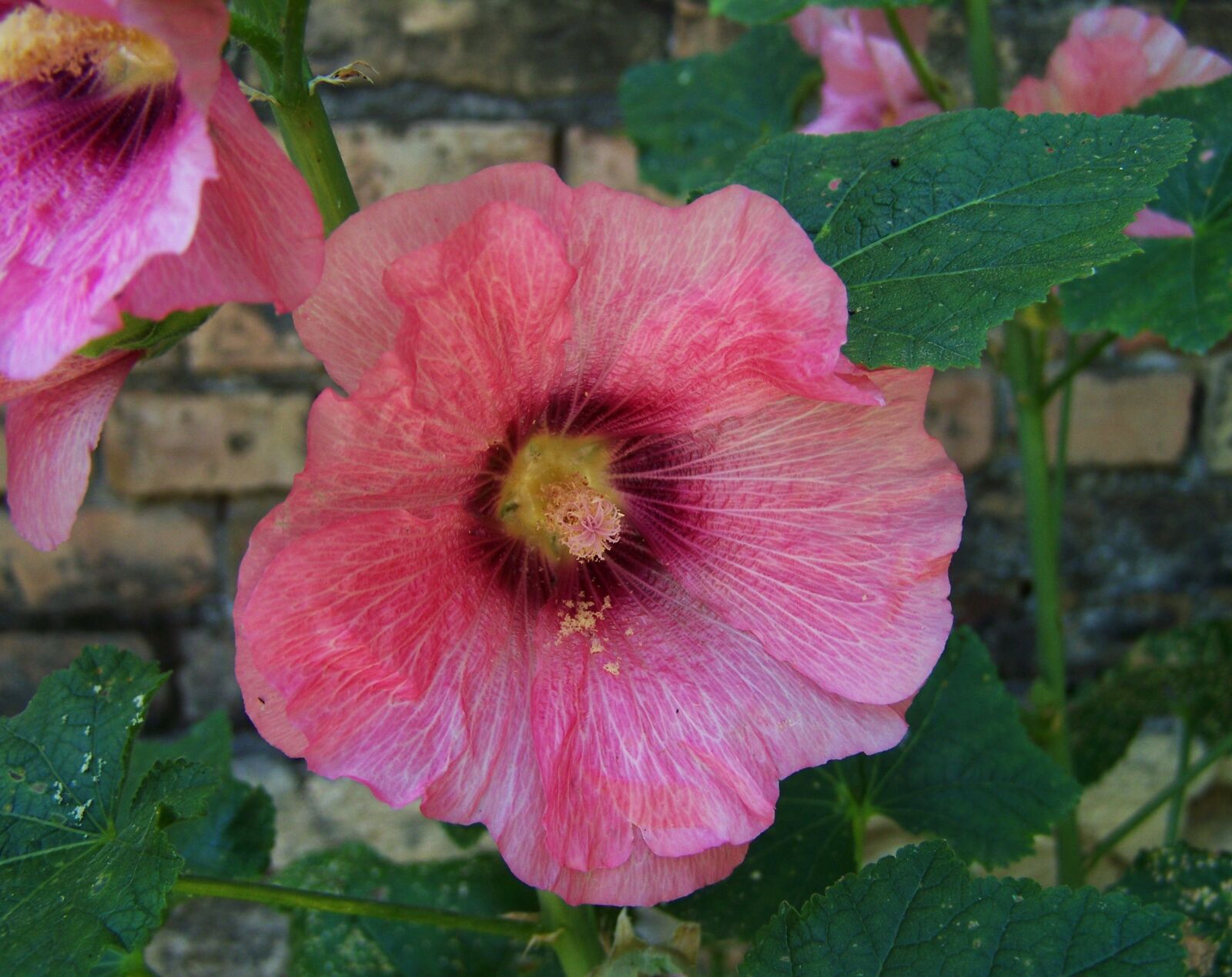 Kodak EASYSHARE ZD710 ZOOM DIGITAL CAMERA sample photo. Hollyhock, garden plant, summer photography