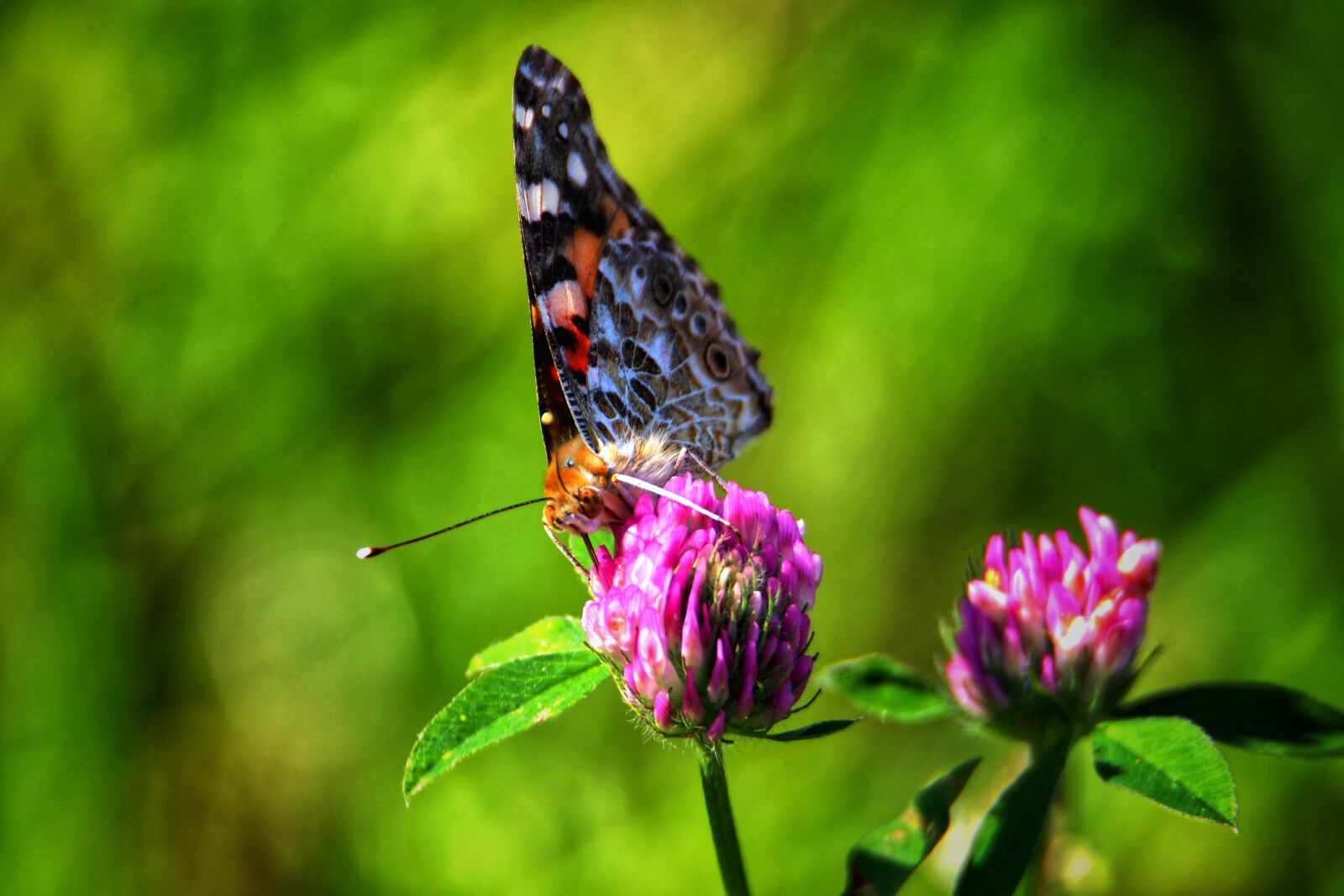 Canon EOS 200D (EOS Rebel SL2 / EOS Kiss X9) sample photo. Butterfly, nature, summer photography