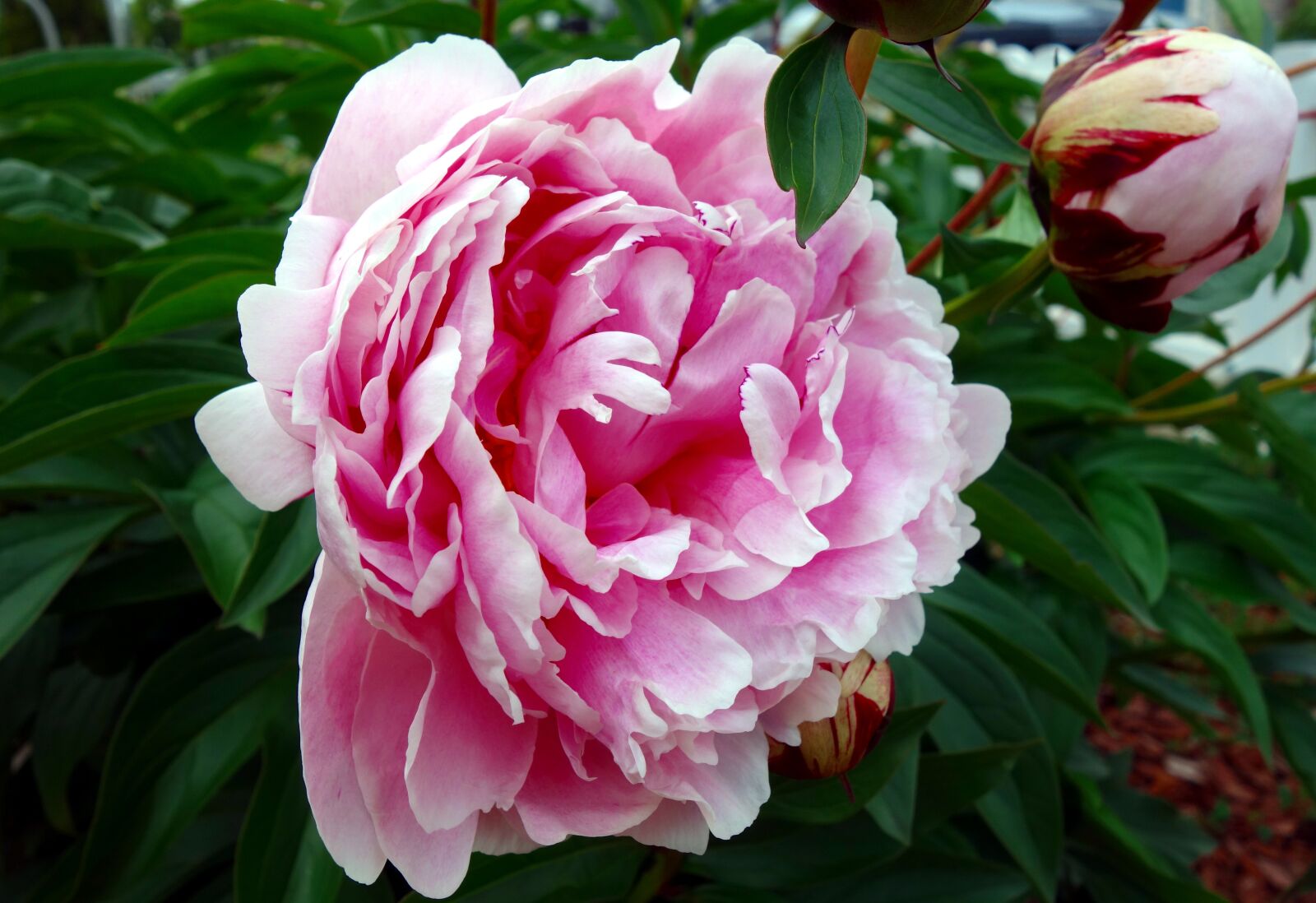 Sony Cyber-shot DSC-RX100 sample photo. Peony, blossom, bloom photography