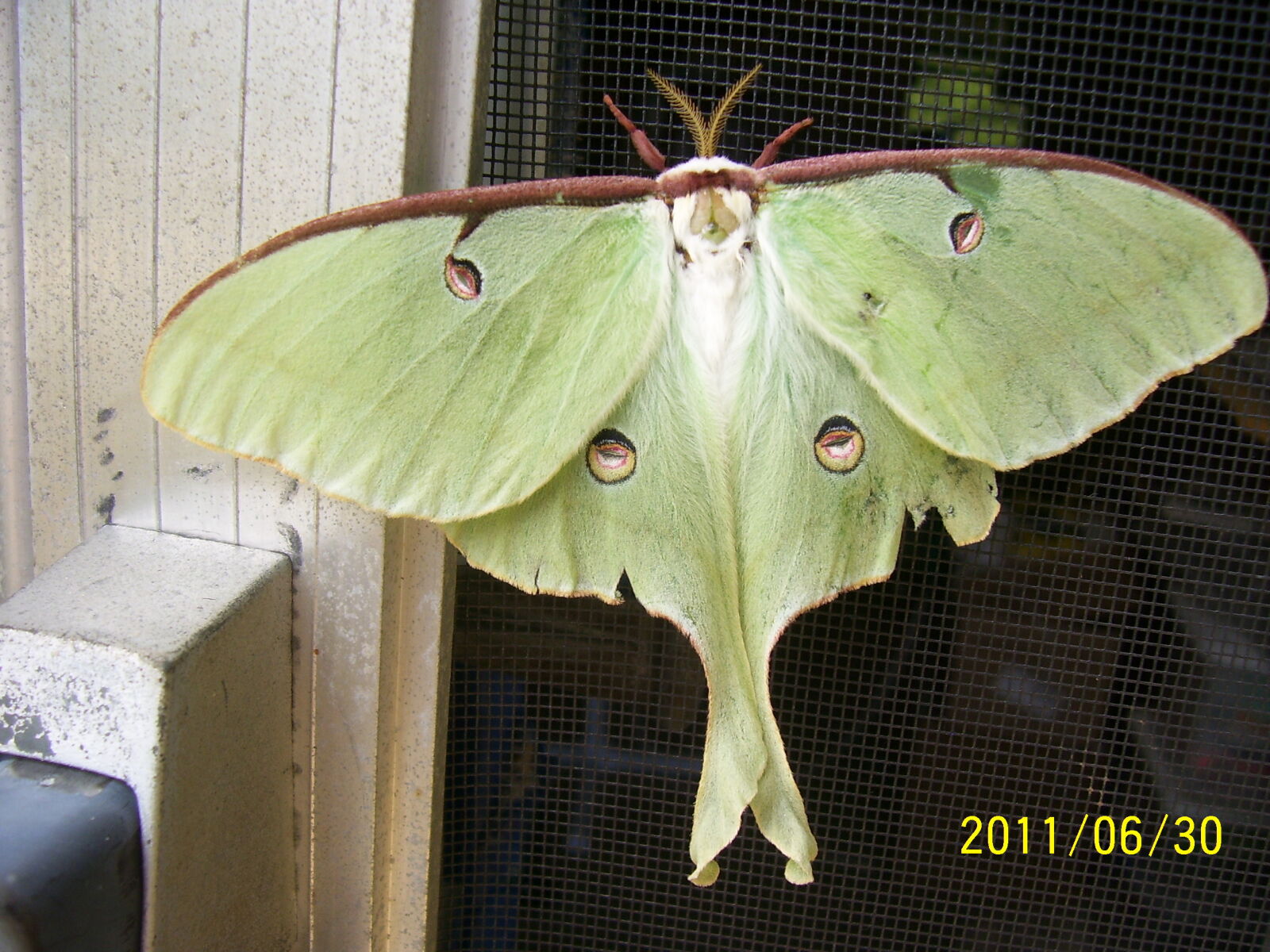 Kodak C340 ZOOM DIGITAL CAMERA sample photo. Animal, green, insect, luna photography