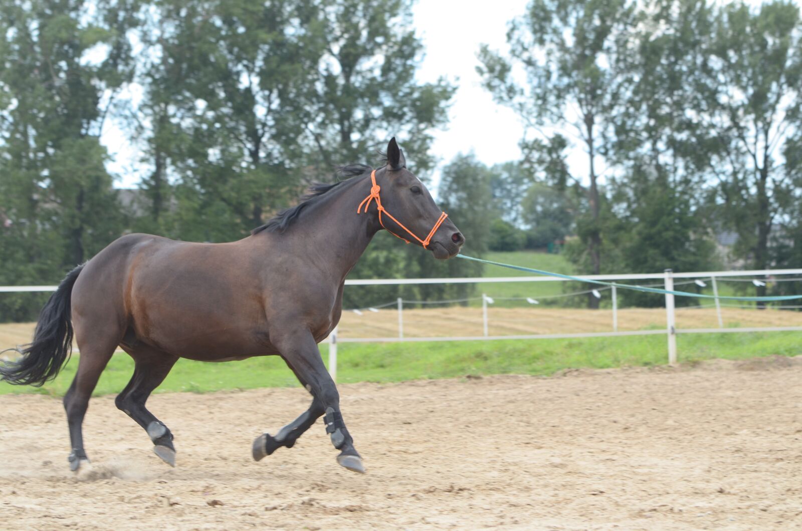 Nikon D7000 sample photo. Riding, steed, at the photography