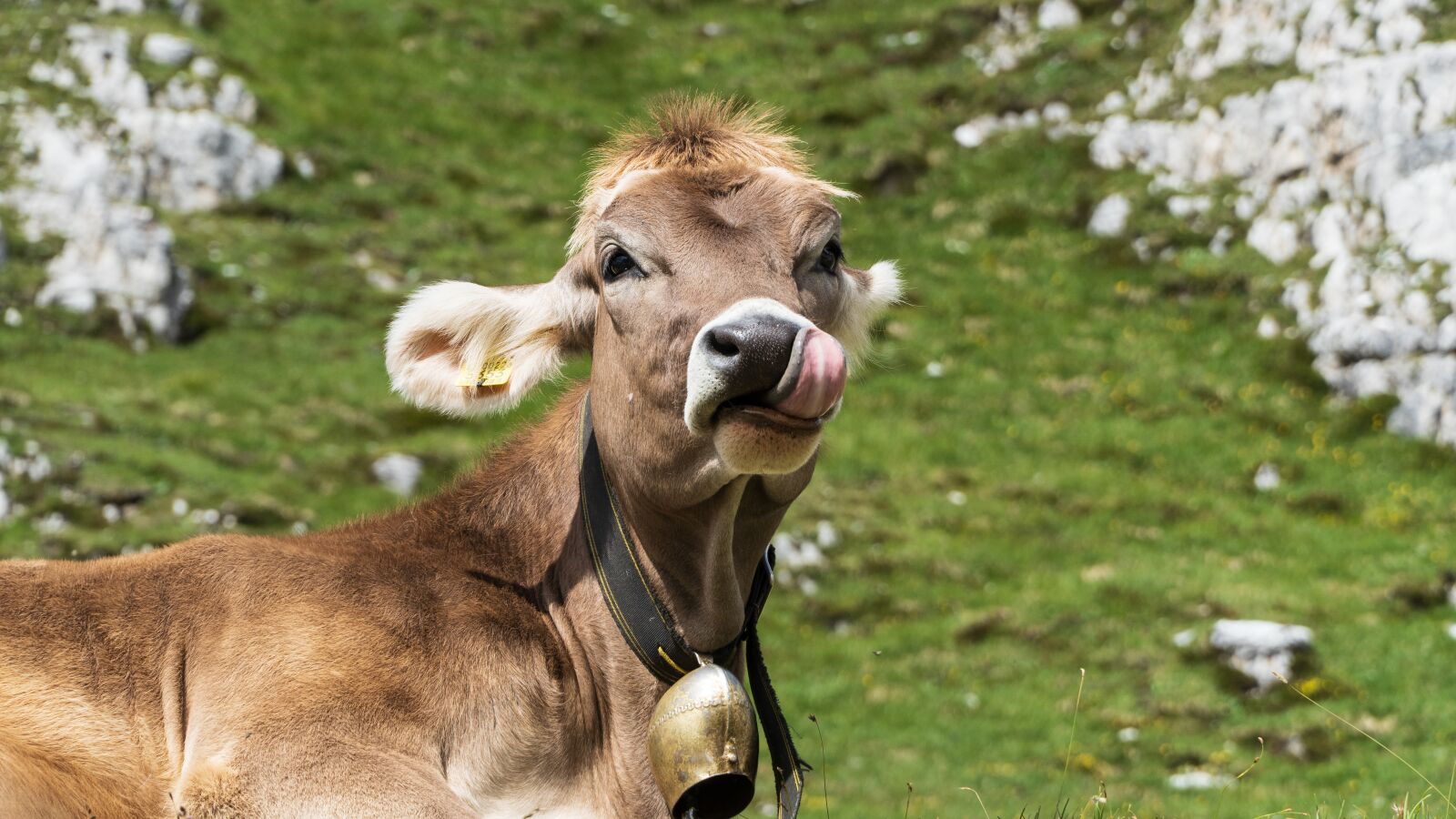 Sony E 18-135mm F3.5-5.6 OSS sample photo. Cow, tongue, alpine photography