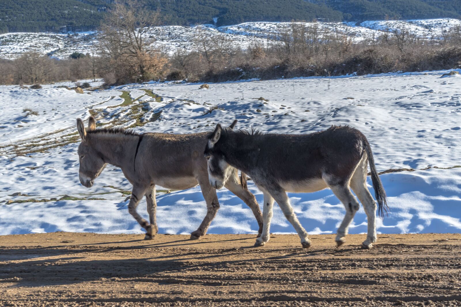 Sony a7R + Sony FE 28-70mm F3.5-5.6 OSS sample photo. Donkey, donkeys, rural road photography