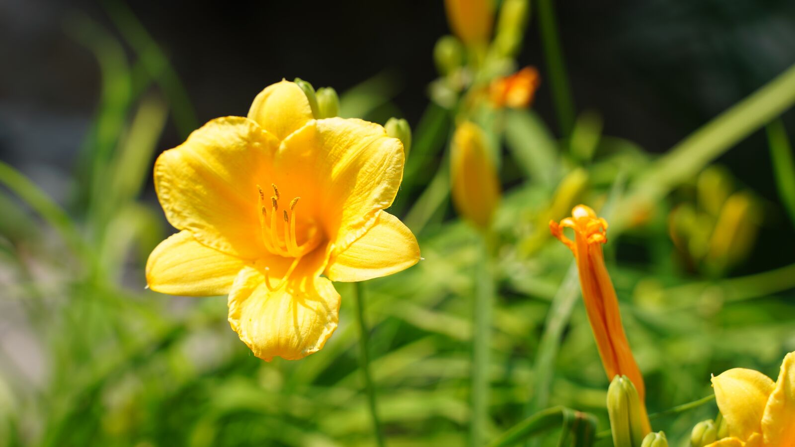 Sony a7 III + Tamron 28-75mm F2.8 Di III RXD sample photo. Plant, flower, 花 photography