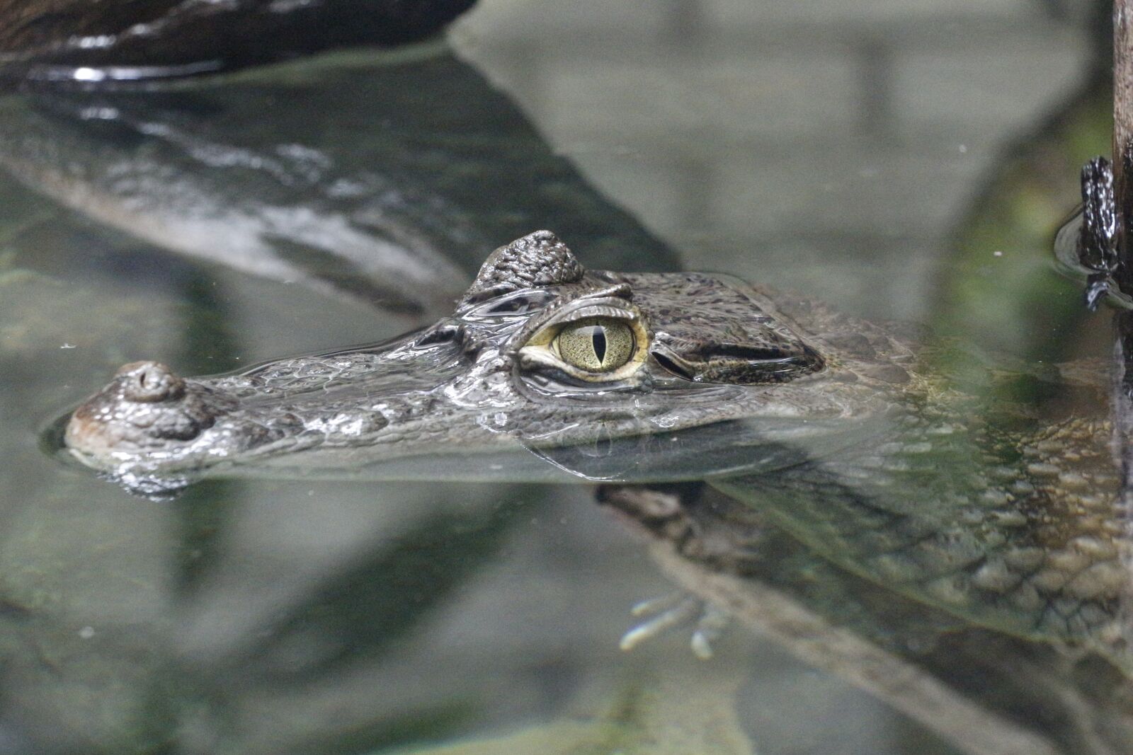 Canon EOS 700D (EOS Rebel T5i / EOS Kiss X7i) sample photo. Crocodile, alligator, zoo photography