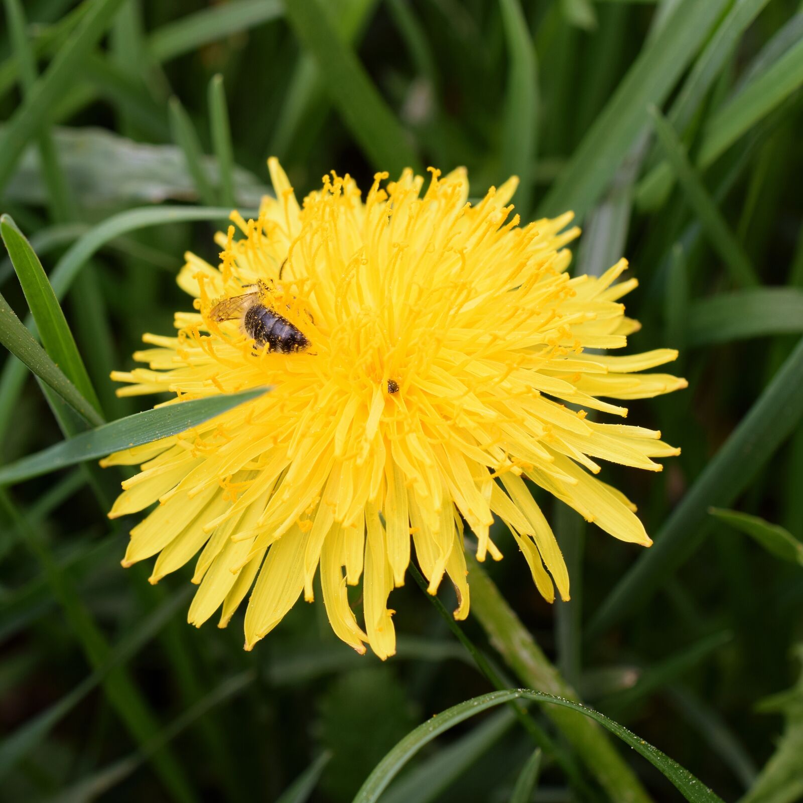 Nikon D5300 sample photo. Dandelion, bee, nectar photography