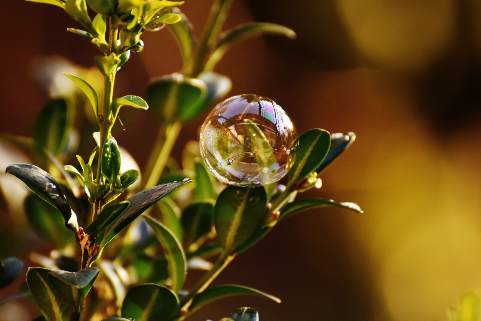 Nikon D7200 sample photo. Soap bubble, colorful, buxbaum photography